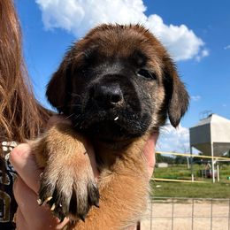 Juniper - Apricot female Mastiff puppy in Wewoka, Oklahoma from P Diamond Mastiffs