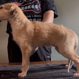 Girl 2 - female Borzoi puppy in Des Moines, Iowa from Luxor Borzoi
