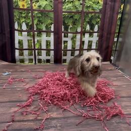 Chocolate Based Cream Wirehair Female - Cream female Dachshund puppy in Killeen, Texas from Southern Dachshunds