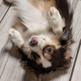 Little Dude - Red tri male Toy Australian Shepherd puppy in Shepherd, Texas from GAMALA Farm & Kennels