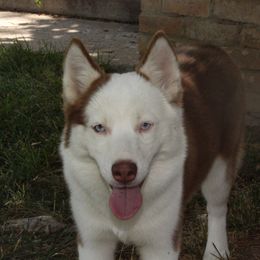 Moo - Pomsky