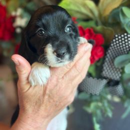Girl 2 - Piebald female Dachshund puppy in Aurora, Missouri from Baker Farms