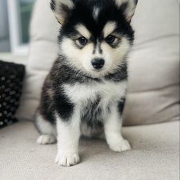 Wren - Black and white female Pomsky puppy in Memphis, Missouri from Happy Hills Kennels