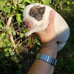 Red Female 1 Dot - Red speckled female Australian Cattle Dog puppy in Dalton, Pennsylvania from Whiteduck Mountain Kennel AKC Australian Cattle Dogs and Windy Hill Acres Kennel LLC AKC Fox Red Labrador Retrievers