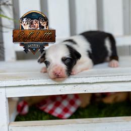 Duke - Blue merle male Miniature American Shepherd puppy in Granbury, Texas from Best Little Aussies