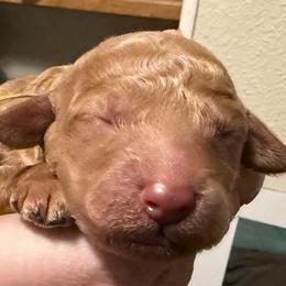 Winifred - Yellow collar - Cream female Goldendoodle puppy in Puyallup, Washington from Dawnie’s Doodles