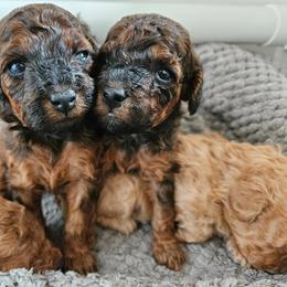 Poodle Puppies from Seattle Sankofa Kennel Club