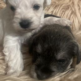 Miniature Schnauzers from Amanda's Miniature Schnauzers
