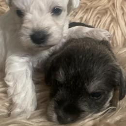 Miniature Schnauzers from Amanda's Miniature Schnauzers