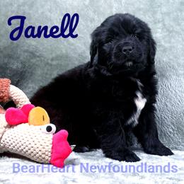 Girl 5 - Black female Newfoundland puppy in Cortez, Colorado from Bear Heart Newfoundlands, LLC