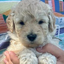 Teal - Cream male Goldendoodle puppy in Holland, Michigan from WAG 52nd