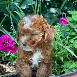 Lil Lady (Teal Collar) - Red  female Poodle puppy in Ogden, Utah from Bells Poodles