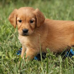 Mitzy Yellow Boy - Dark golden male Golden Retriever puppy in Idaho Falls, Idaho from Once Upon A Dream Kennels