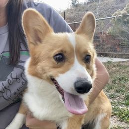 Ginger - Pembroke Welsh Corgi