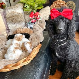 Poodle Puppies from QaeQae Pups