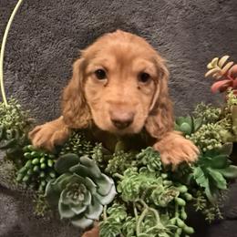 Baby boy 5 - Sable male Dachshund puppy in Pontiac, Michigan from Hutch Hounds