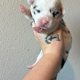 Pongo - Blue merle and white male American Corgi puppy in Aberdeen, Washington from Coastal country Farms
