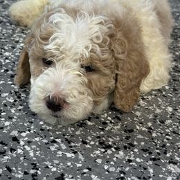Bennett - Parti male Goldendoodle puppy in Ankeny, Iowa from Iowadoodles2love