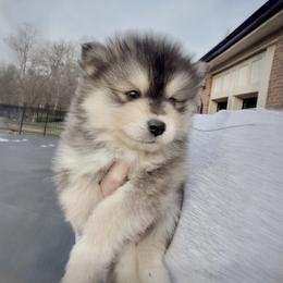 Kevin - Black and white male Pomsky puppy in Long Grove, Illinois from Windy City Pomsky