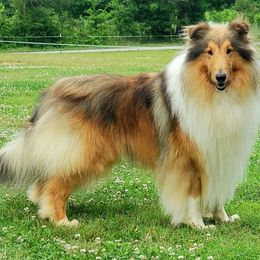 Collie puppies from Liberty Collies