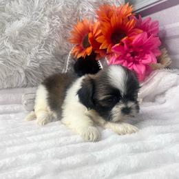 Missy - Black gold and white female Shih Tzu puppy in Elgin, South Carolina from Silver Bells Paw Prints