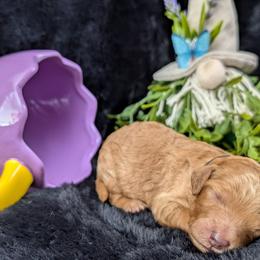 Freya - Red  female Poodle puppy in Mongomery, Texas from Celestial Jewels Poodles