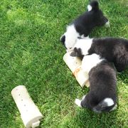 Icelandic Sheepdog Puppies from PurpleSage Icelandics