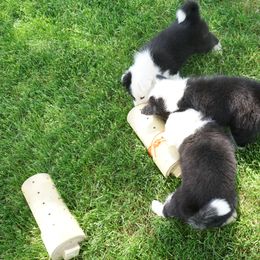 Icelandic Sheepdog Puppies from PurpleSage Icelandics
