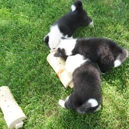 Icelandic Sheepdog Puppies from PurpleSage Icelandics