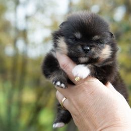 Beau - Blue and tan male Pomeranian puppy in Virgina, Minnesota from 10.000 Lakes Pomeranians