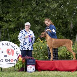 Rhodesian Ridgeback All Grown Up from Celtic Lore Ridgebacks