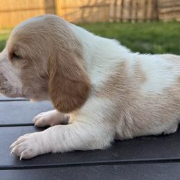 Basset Hound and Bloodhound Puppies from Sandhill Hounds of Nebraska