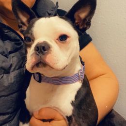 Luna - Boston Terrier
