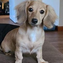 Dachshunds from Amber's Mini Weenies