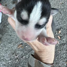 Aspen - Black and white female Siberian Husky puppy in Burnsville, North Carolina from Peterson Puppies