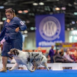 River - Australian Shepherd