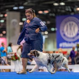 River - Australian Shepherd