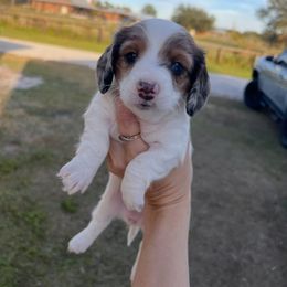 Bulldog, Bull Terrier, and Dachshund Puppies from Cloud Nine Ranch Bullies
