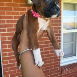 Hot pink - Fawn female Boxer puppy in Louisville, Kentucky from Nelson’s Fancy Frenchies and Bulldogs