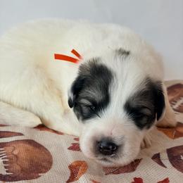 Confetti - White and badger female Great Pyrenees puppy in San Marcos, California from Faith Family Freedom Farm