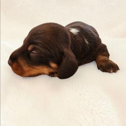 Chase- CKC Registration - Chocolate and tan male Dachshund puppy in Stoneville, North Carolina from Yadkin Valley Dachshunds