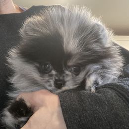 Star - Pomeranian