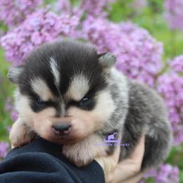 Pomsky Puppies from Mischa Nelson