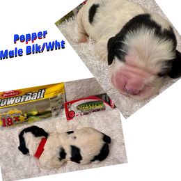 Popper - White and black male English Springer Spaniel puppy in Madison, Indiana from McCollough's Pawsome Spaniels and Danny's Delightful Dachshunds