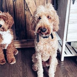 Goldendoodles from Copper Doodles
