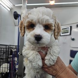 Poodle Puppies from VIP Poodles