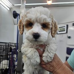 Poodle Puppies from VIP Poodles