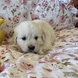 Willow - Light golden female Golden Retriever puppy in Amarillo, Texas from Bluebonnet Goldens