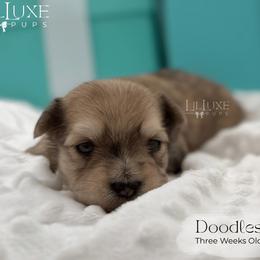 Doodles - Merle male Morkie puppy in Scottsdale, Arizona from Lil Luxe Pups