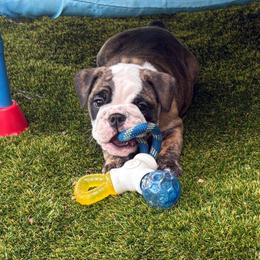 Hermoine Granger - Blue Collar - Fawn brindle and white female Bulldog puppy in Krum, Texas from K & K Little Blessings